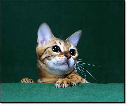 A photograph of 
         : Bengal