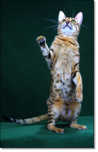 A photograph of 
         : Bengal