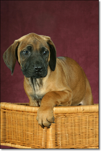 A photograph of 
         : Rhodesian Ridgeback Puppy
