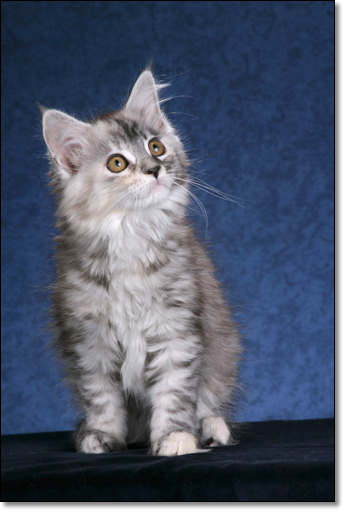 A photograph of 
         : Maine Coon
      