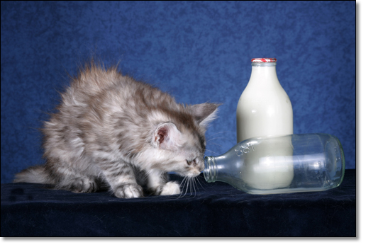 A photograph of 
         : Maine Coon
      