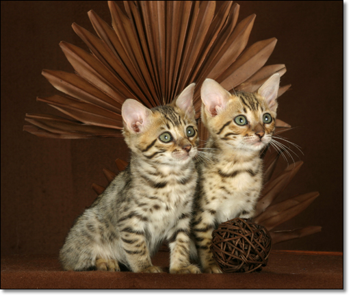 A photograph of 
         : Bengal kitten
    