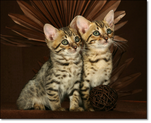A photograph of 
         : Bengal kitten
    