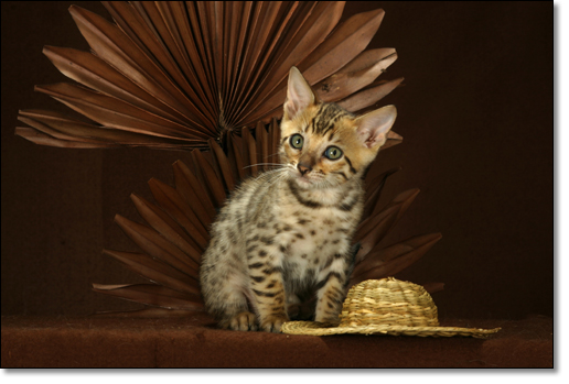 A photograph of 
         : Bengal kitten
      