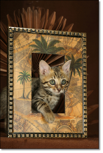 A photograph of 
         : Bengal kitten
      