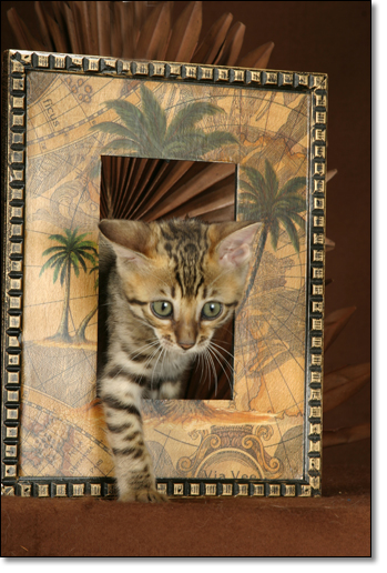 A photograph of 
         : Bengal kitten
      