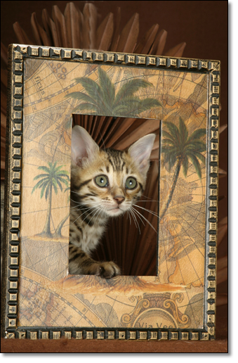 A photograph of 
         : Bengal kitten
    