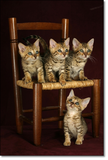 A photograph of 
         : Bengal kittens