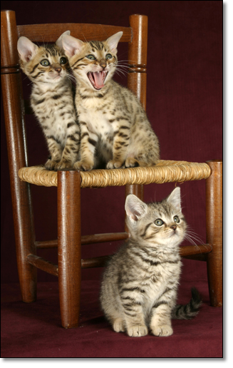 A photograph of 
         : Bengal kittens