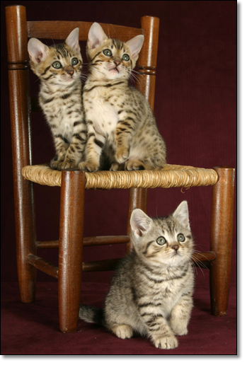 A photograph of 
         : Bengal kittens