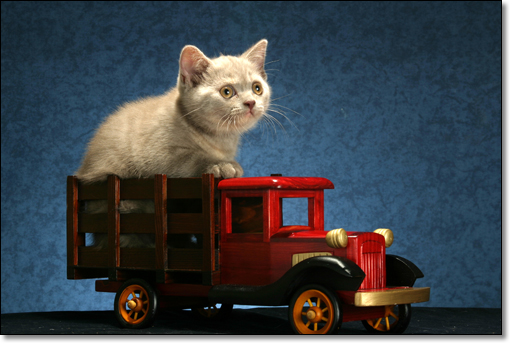 A photograph of 
         : British Shorthair