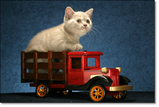 A photograph of 
         : British Shorthair
