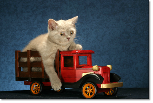 A photograph of 
         : British Shorthair